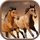 Horses slideshow & Wallpapers icon