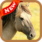 Horse Wallpaper 图标
