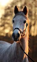 Horse Wallpaper 截图 3