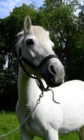 Horse Wallpaper 海报