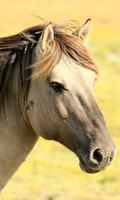 Horse Wallpaper 截图 1
