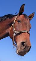 Horse Wallpaper 截图 2