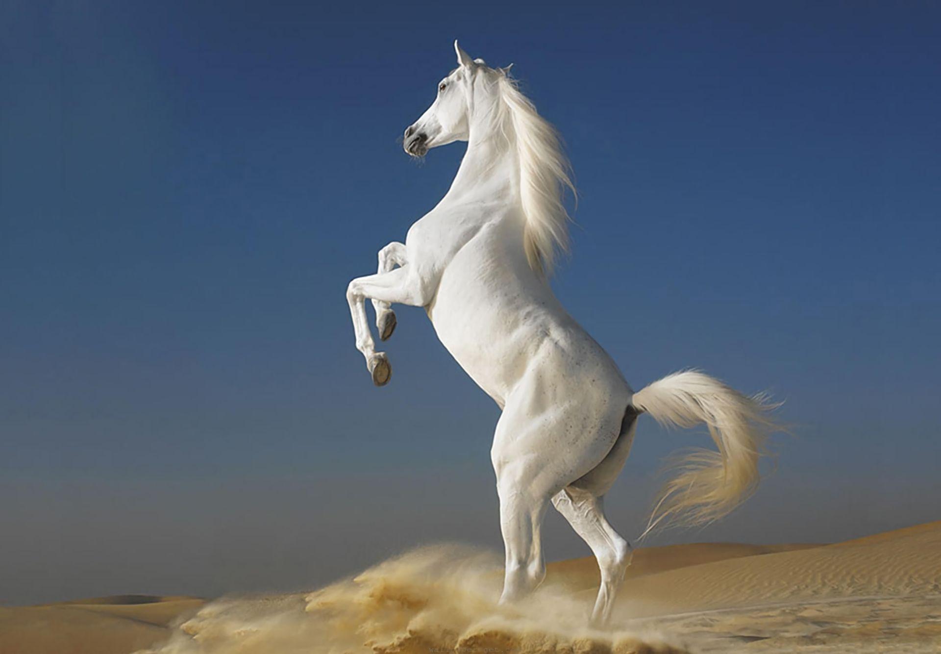 Tải xuống APK horse HD Wallpapers 4K cho Android