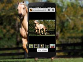 Horse Wallpapers 2016 screenshot 3