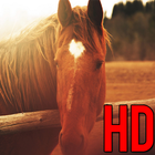 Free Horse Wallpaper : Horse Wallpapers आइकन