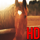 Free Horse Wallpaper : Horse Wallpapers icon