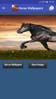 Free Horse Wallpaper : Horse Wallpapers پوسٹر