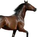 Horses Word Game Quiz APK