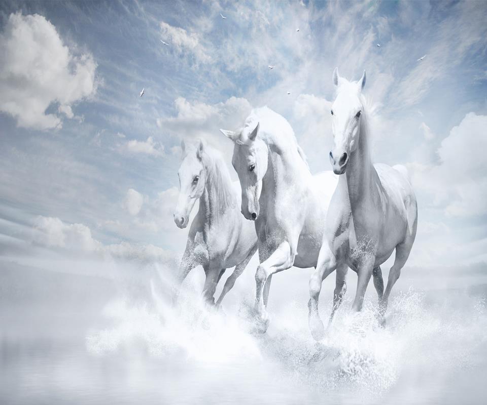 Белые кони кадышевой. Белый конь. Две белые лошади. Тема лошадь. Белая лошадь обои.