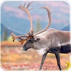 Wild Elk Live Wallpaper 图标