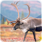 Wild Elk Live Wallpaper icône
