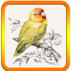 How to Draw Birds آئیکن