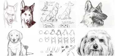 How to Draw Dog