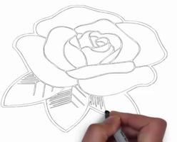 如何逐步繪製玫瑰 截圖 3