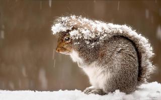 Animal in the snow wallpa captura de pantalla 1