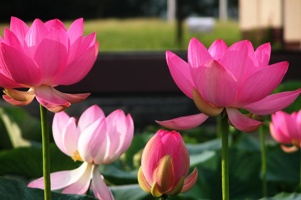Lotus 3D Live Wallpaper HD APK for Android Download Lotus 3D Live Wallpaper HD APK for Android Download