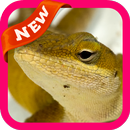 House Lizard Wallpaer APK