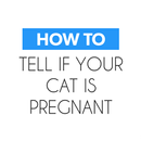 How To Tell your Cat Pregnant APK