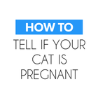 How To Tell your Cat Pregnant иконка
