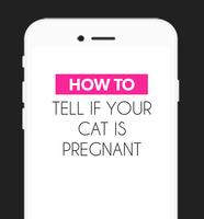 How To Tell your Cat Pregnant постер