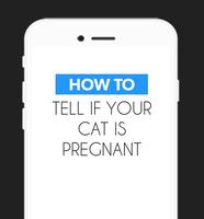 How To Tell your Cat Pregnant скриншот 1