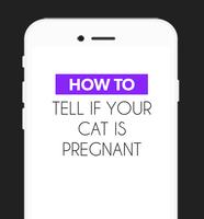 How To Tell your Cat Pregnant скриншот 2