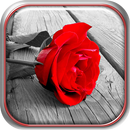 Red Roses Live Wallpaper APK