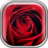 Roses Live Wallpaper icono