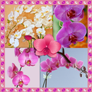 Collage photo d'orchidées APK