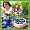 Blueberries Photo Collage