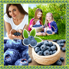 Blueberries Photo Collage icône