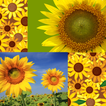 Kolase foto bunga matahari