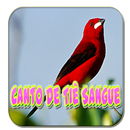 Canto De Tiê Sangue Preto APK