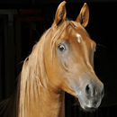 Horse Backgrounds Pictures APK