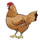 How to Draw a Chicken APK