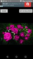 Flower Images screenshot 1