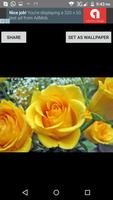 Flower Images screenshot 3