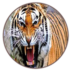 Suara Harimau - Tiger Mp3 icon