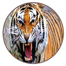 Suara Harimau - Tiger Mp3 APK