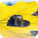 Autumn Wallpapers HD APK
