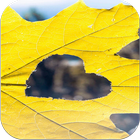 Autumn Wallpapers HD icon