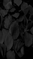 Black Wallpapers HD syot layar 1