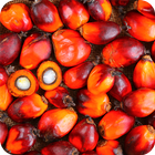beneficios de aceite de palma icône