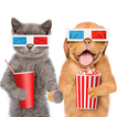 Popcorn ratings - arabic Movies & TV informations
