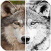 Photo Editor Enigma APK
