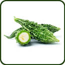 DIY Grow Organic Bitter Gourd APK