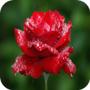 3D Red rose Latest Wallpapers APK
