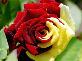 2 Schermata 3D Red rose Latest Wallpapers