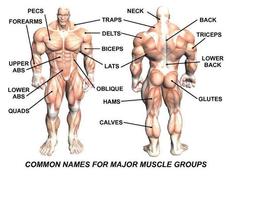 Poster GYM Work Out Center and (Body Building)