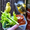 Bird food let me chirp